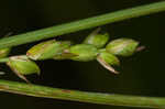 Ouachita Mountain sedge